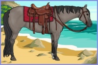 Horse Color:Grullo 