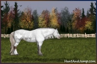 Horse Color:White Spotted Liver Chestnut Rabicano 