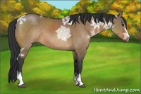 Horse Color:White Spotted Bay Ice Dun Sabino 