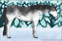 Horse Color:White Spotted Blue Roan