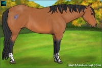 Horse Color:Bay  and Bay 