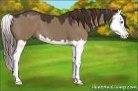 Horse Color:Liver Red Dun Splash 