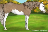 Horse Color:Liver Red Dun Splash 