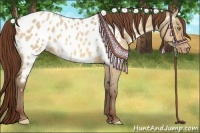 Horse Color:Amber Champagne Roan Dun Appaloosa Rabicano