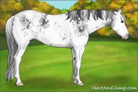 Horse Color:White Spotted Black Splash