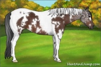 Horse Color:White Spotted Brown Tobiano 
