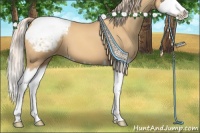 Horse Color:Gold Champagne Splash Appaloosa