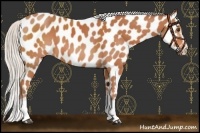 Horse Color:White Spotted Silver Bay Appaloosa Rabicano