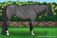 Horse Color:Blue Roan 