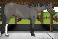 Horse Color:Grullo 