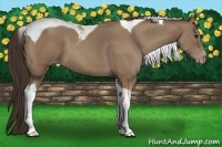 Horse Color:Classic Champagne Tobiano 