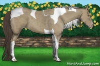 Horse Color:Classic Cream Champagne Tobiano 