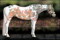 Horse Color:Plaid  White Spotted Chocolate Palomino Tobiano 