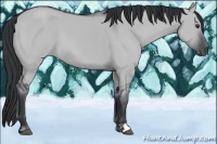Horse Color:Grullo Chinchilla 