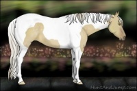 Horse Color:Chocolate Palomino Dun Tobiano 