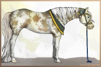 Horse Color:White Spotted Liver Chestnut Splash 