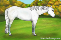 Horse Color:Gray Silver Bay Dun 