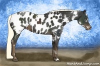 Horse Color:White Spotted Liver Chestnut Appaloosa 