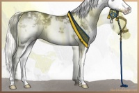 Horse Color:White Spotted Liver Chestnut Splash 