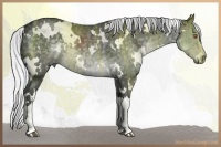 Horse Color:White Spotted Silver Black Chinchilla 