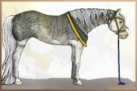 Horse Color:Silver Black Chinchilla Splash