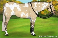 Horse Color:White Spotted Silver Bay Dun 