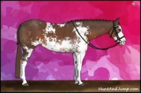 Horse Color:Liver Chestnut Sabino