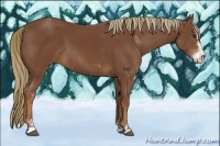 Horse Color:Chestnut Sabino