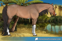 Horse Color:Bay Dun Tobiano
