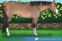 Horse Color:Bay Dun