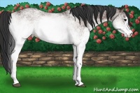 Horse Color:White Spotted Brown 