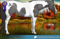 Horse Color:Smoky Black Tobiano 