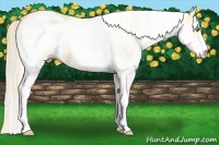Horse Color:White Spotted Gold Cream Champagne