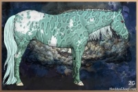 Horse Color:White Spotted Cremello Chinchilla Ice Appaloosa