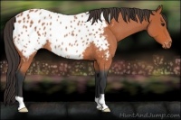 Horse Color:Bay Roan Near Leopard Rabicano 