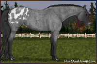 Horse Color:Blue Roan Appaloosa 