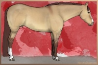 Horse Color:Chocolate Brown Dun Sabino Rabicano