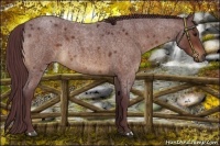 Horse Color:Chocolate Brown Roan Rabicano 