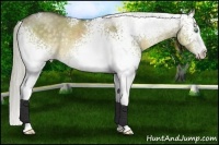 Horse Color:White Spotted Chocolate Palomino Dun Sabino Rabicano