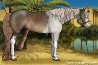 Horse Color:White Spotted Liver Chestnut Sabino