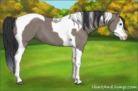 Horse Color:Grullo Splash Tobiano