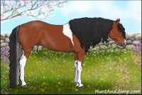 Horse Color:Brown Tobiano 