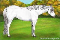 Horse Color:Liver Chestnut Sabino Frame Appaloosa