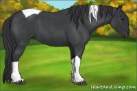 Horse Color:Blue Roan Tobiano