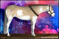 Horse Color:Buckskin Splash