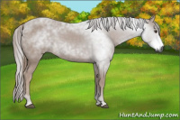 Horse Color:Gray Chestnut 