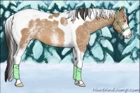 Horse Color:White Spotted Amber Champagne Tobiano 