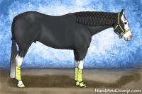 Horse Color:Black Splash