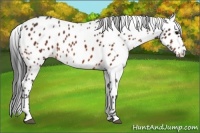 Horse Color:Bay Appaloosa 
