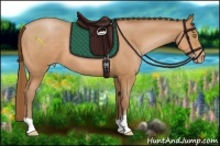 Horse Color:Bay Pearl